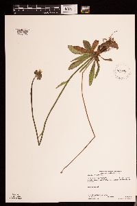 Hieracium piloselloides image