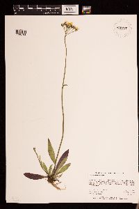 Hieracium piloselloides image