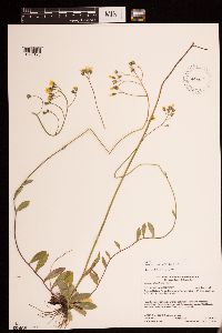 Hieracium piloselloides image
