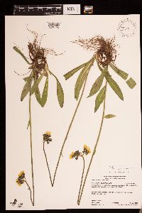 Hieracium piloselloides image