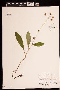 Hieracium scabrum image
