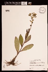 Hieracium scabrum image