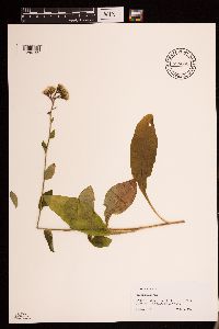 Hieracium scabrum image