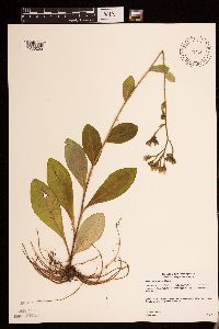 Hieracium scabrum image