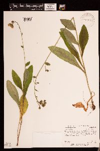 Hieracium scabrum image
