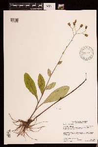 Hieracium scabrum image