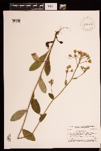 Hieracium scabrum image