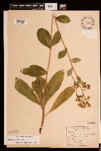 Hieracium scabrum image