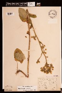 Hieracium scabrum image