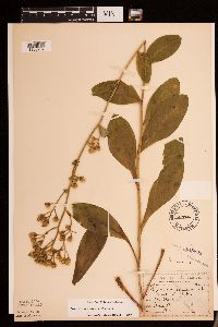 Hieracium scabrum image