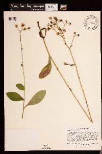 Hieracium scabrum image