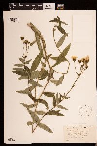 Media resource of Hieracium umbellatum