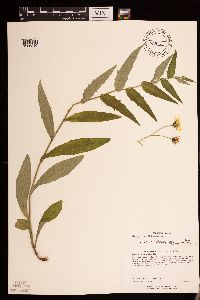 Hieracium umbellatum image