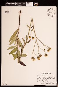 Hieracium umbellatum image