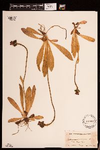 Hieracium aurantiacum image