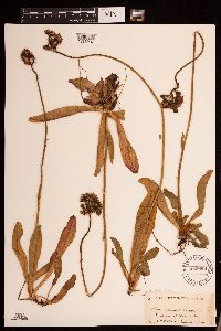 Hieracium aurantiacum image