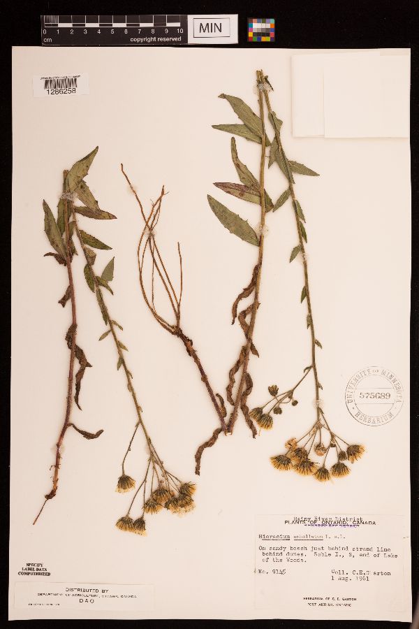 Hieracium umbellatum image