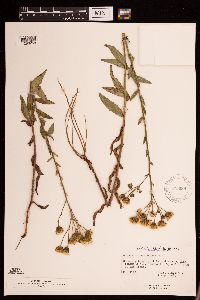 Hieracium umbellatum image