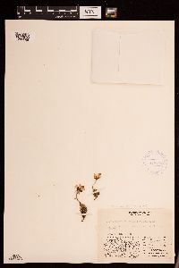 Hulteniella integrifolia image