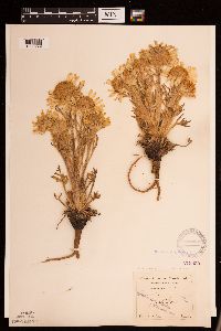 Hymenoxys grandiflora image