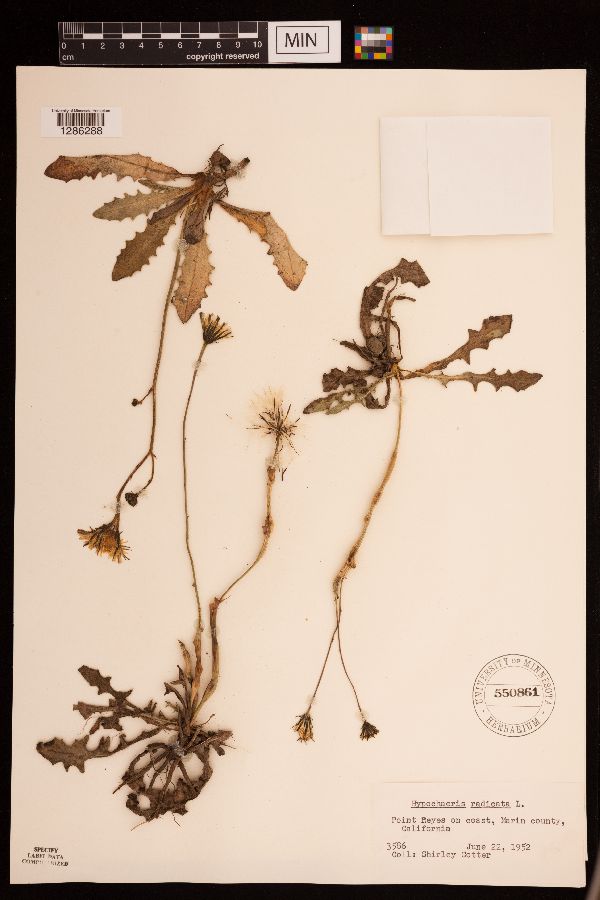 Hypochaeris radicata image