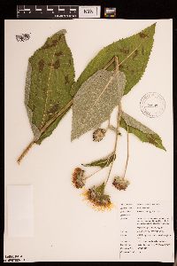 Inula helenium image