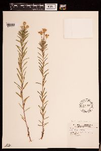 Ionactis linariifolia image