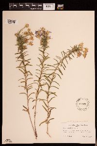 Ionactis linariifolia image