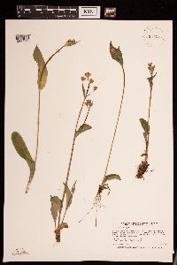 Krigia biflora image