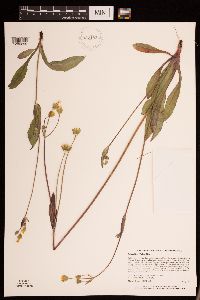 Krigia biflora image