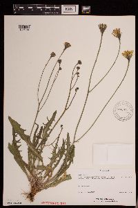 Leontodon autumnalis image