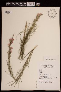 Liatris punctata image