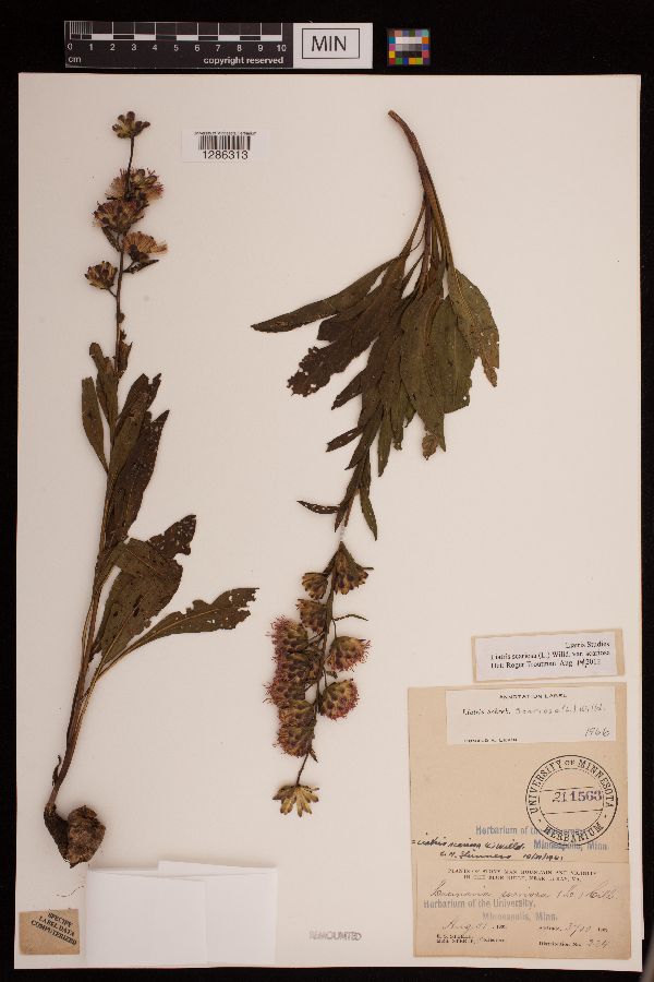 Liatris scariosa var. scariosa image