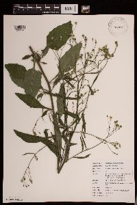 Lapsana communis image