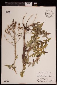 Lactuca canadensis image