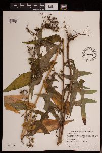 Lactuca canadensis image