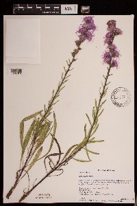 Liatris aspera image