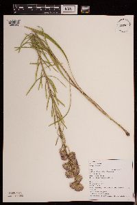 Liatris aspera image