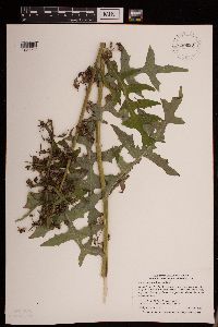 Lactuca biennis image