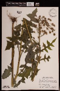 Lactuca biennis image