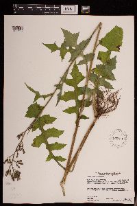 Lactuca biennis image
