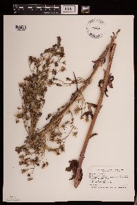 Lactuca biennis image