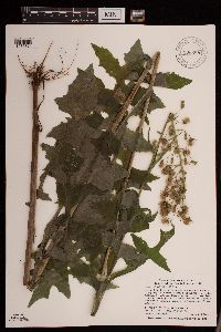 Lactuca biennis image