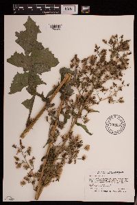 Lactuca biennis image