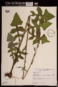 Lactuca biennis image
