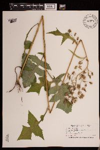 Lactuca biennis image