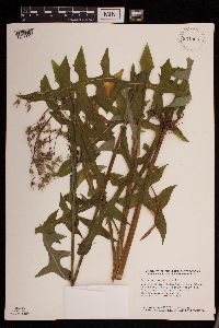 Lactuca canadensis image