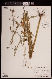 Lactuca canadensis image