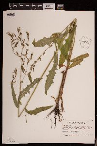 Lactuca canadensis image