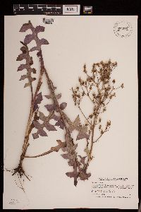 Lactuca canadensis image